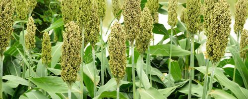 Green Sorghum or Millet field