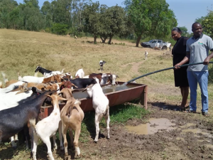 Goat rearing at Seth's farm in the Western Region