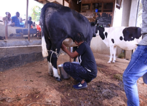 A beneficiary wholeheartedly embracing agribusiness as she reaps profits from her livestock farming endeavours