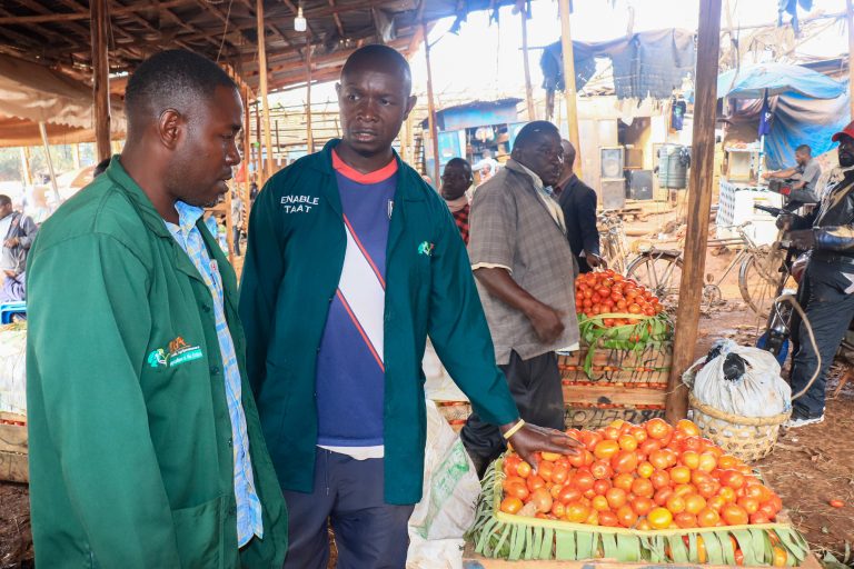 Members of the Mukono Youth Agripreneurs Cooperative (MYAC) sorting freshly harvested tomatoes at a local market