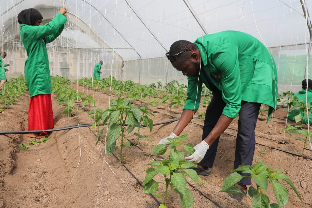 Pathways to prosperity: YAS project onboards 40 Abuja youth in new aquaculture and horticulture agri-parks