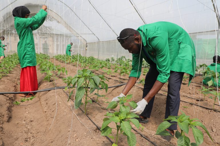 Participants staking pepper plants at the hub’s greenhouse